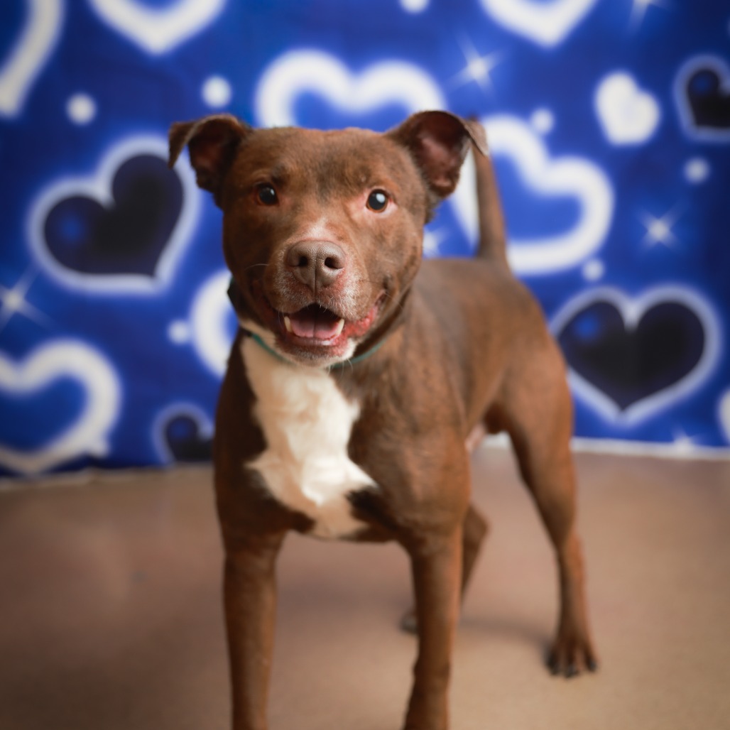 Brownie photo 6