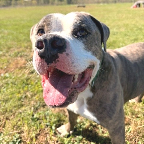 Snoop, photo 5