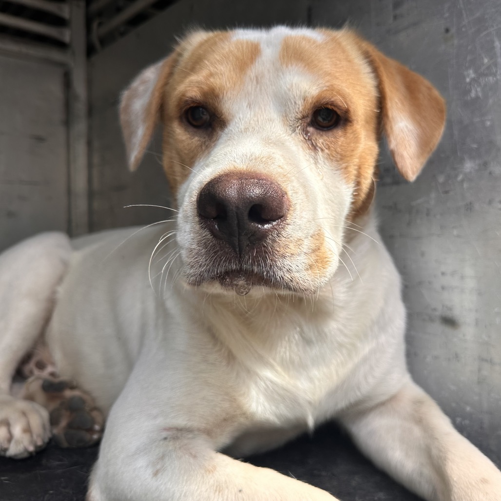 Kilo, available for adoption at PVAS