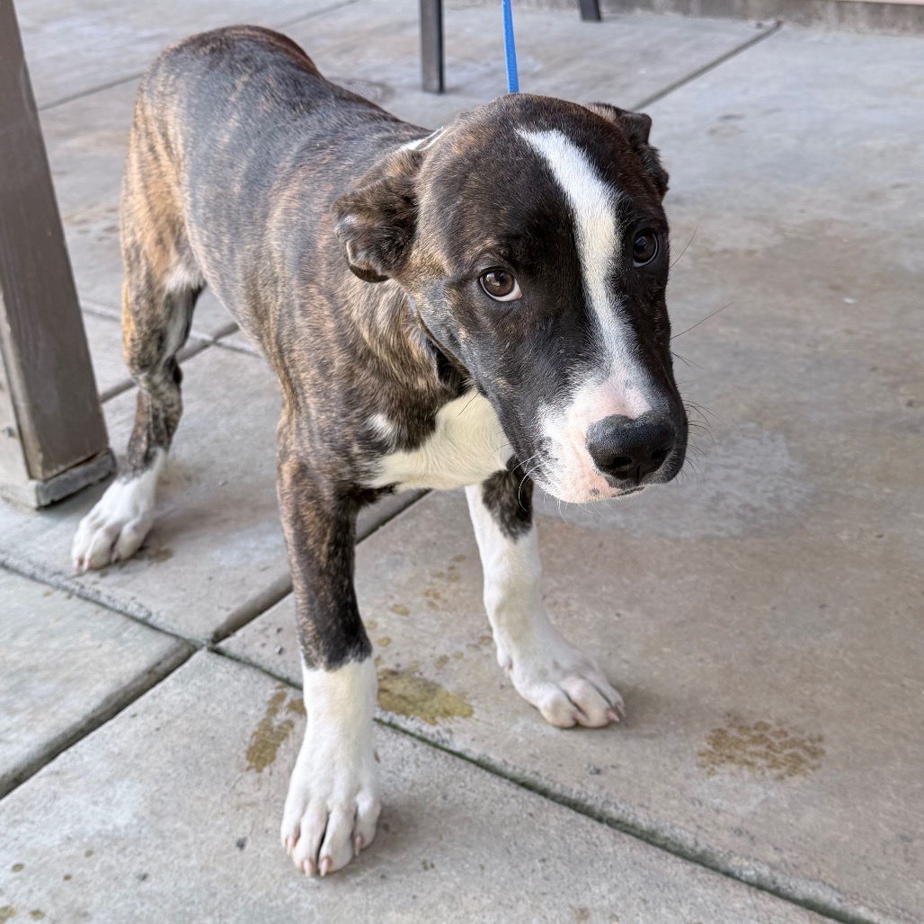 Kennel#12b Ram's preview photo