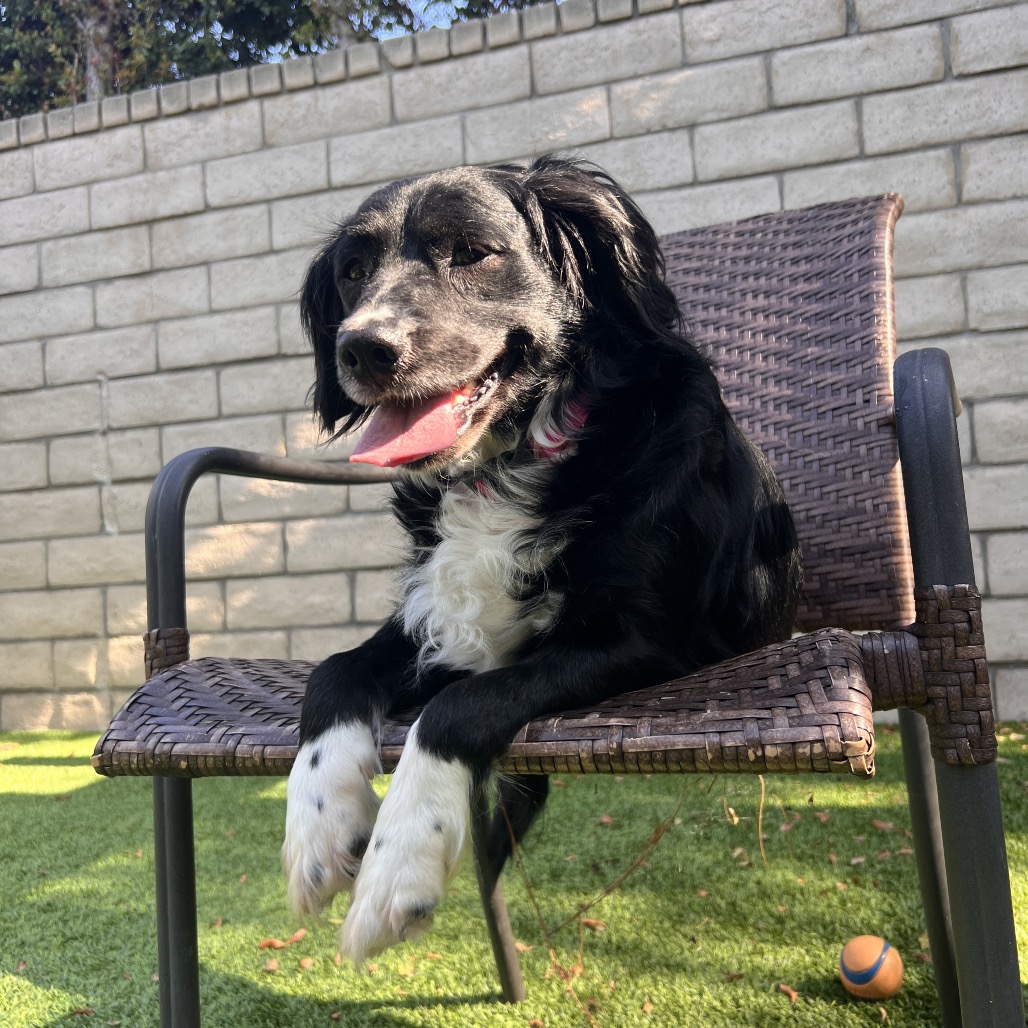 VAL - Mixed Breed (Medium) available for adoption