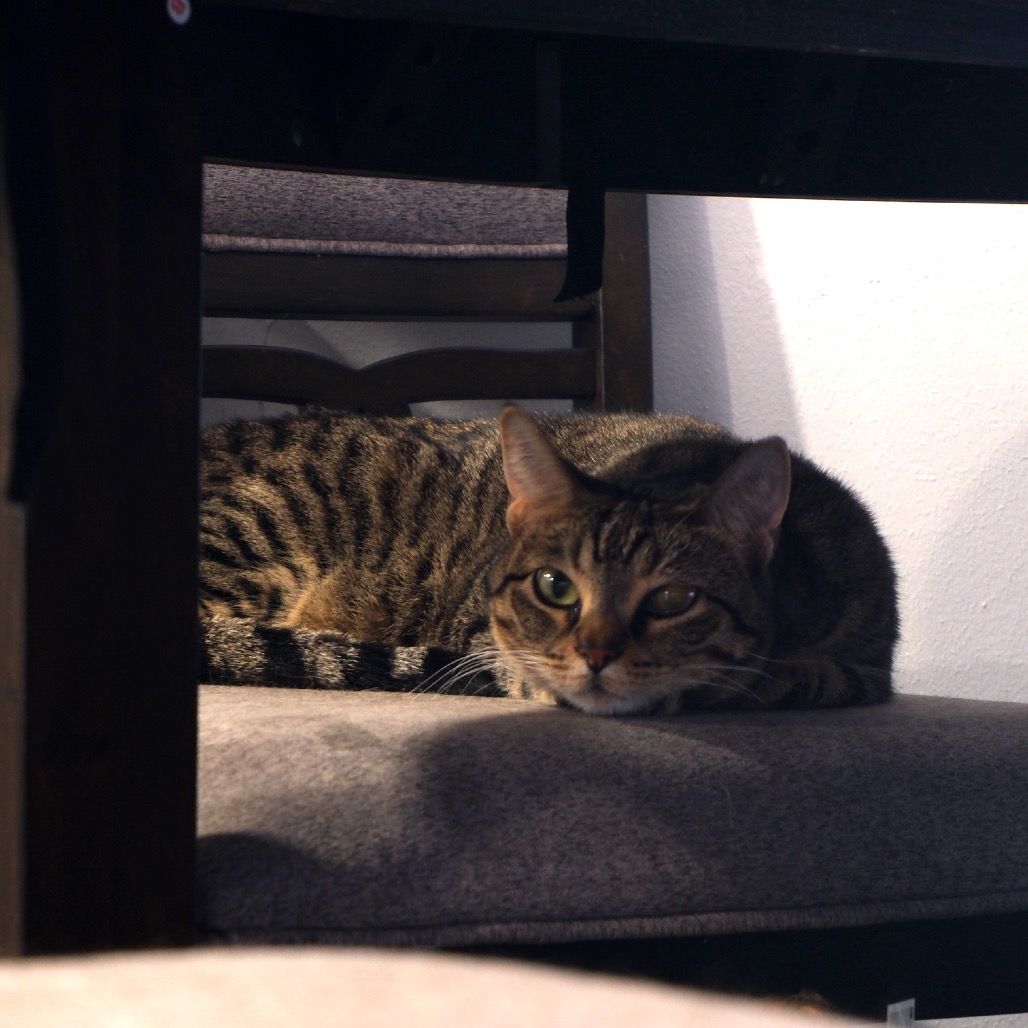 Harley, photo 16