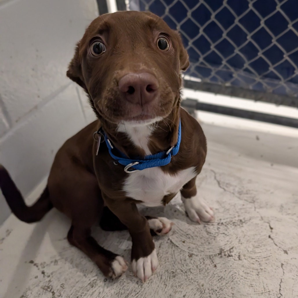 Lilac — thumbnail 4