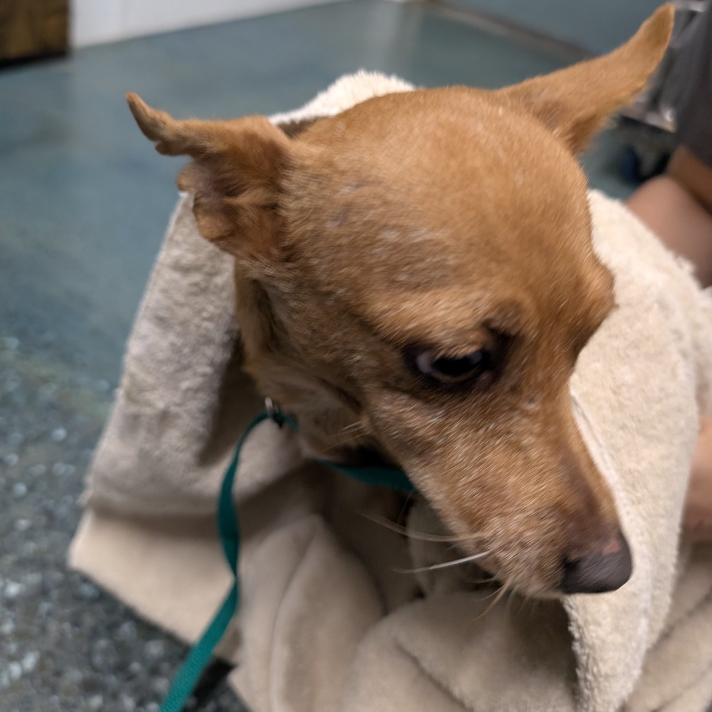 Luma — thumbnail 2