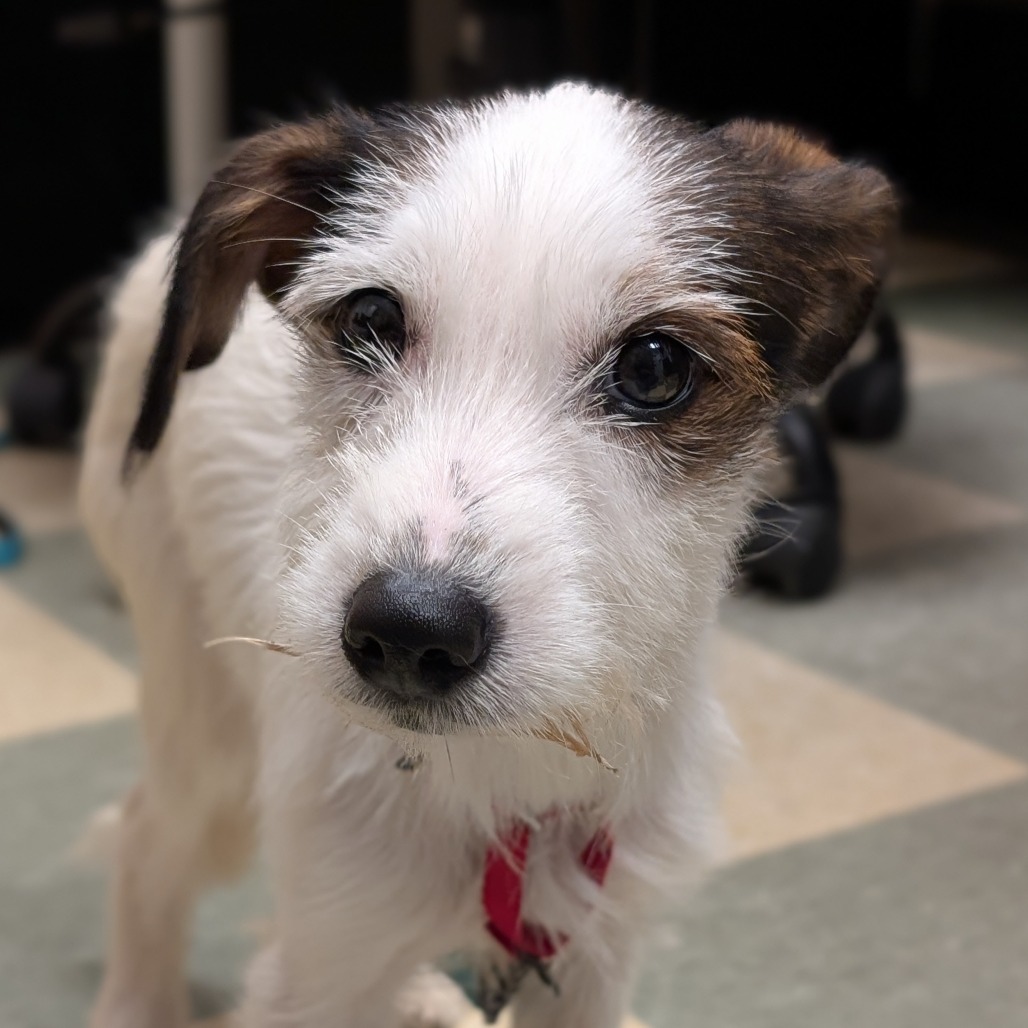 Wishbone, photo 2