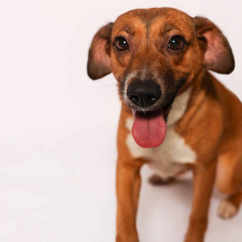 Mickey , available for adoption at PVAS