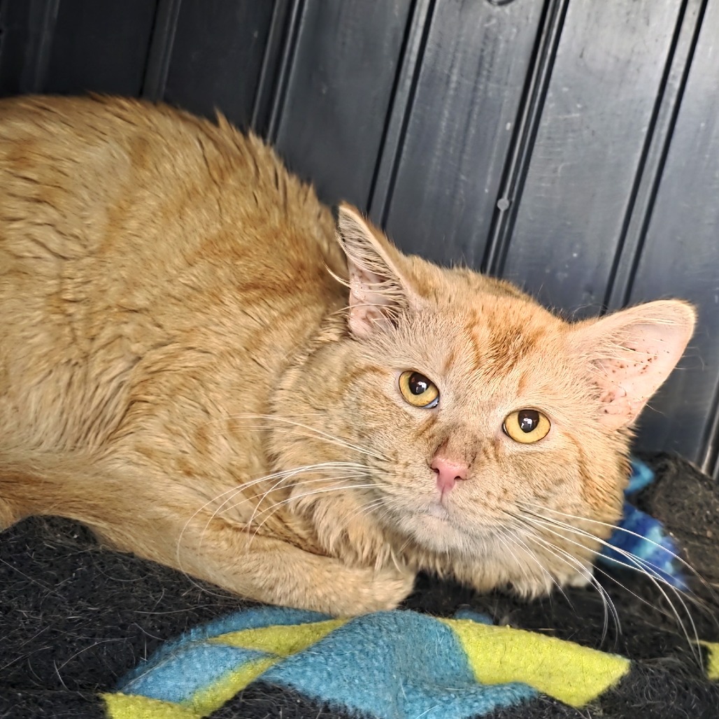 Mowgli