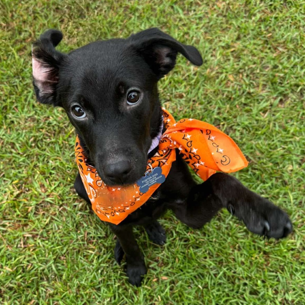 Kate, an adoptable Retriever, Black Labrador/Mix