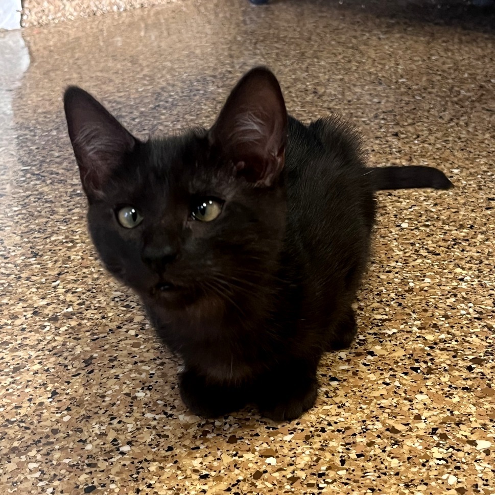 Jorts: Male 4 Domestic Medium Hair