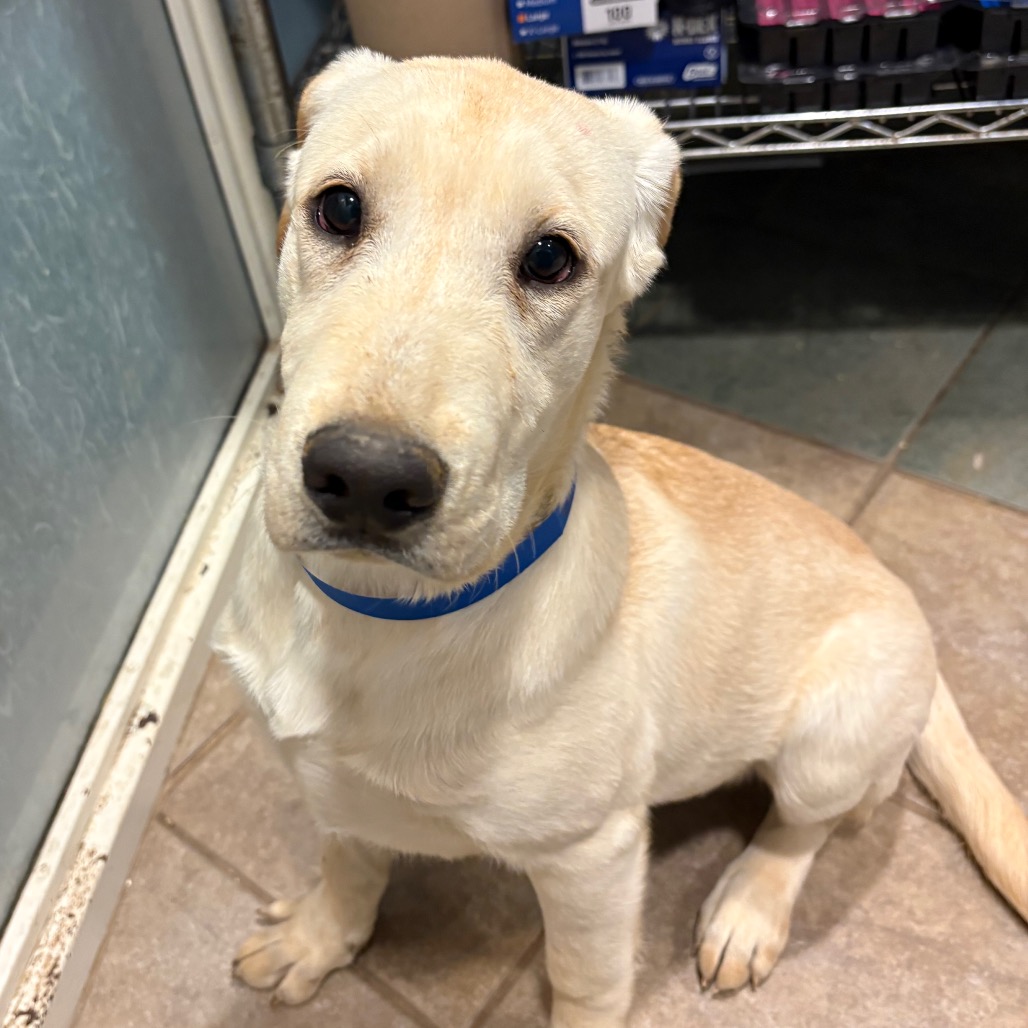 Waffles — thumbnail 9