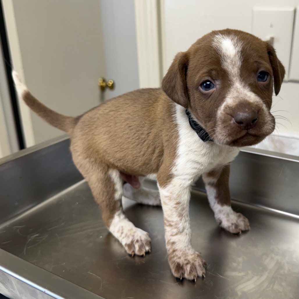 Tusc Stray 83488 2 3