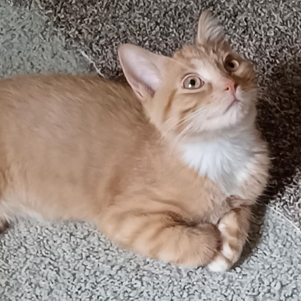 Chase, available for adoption