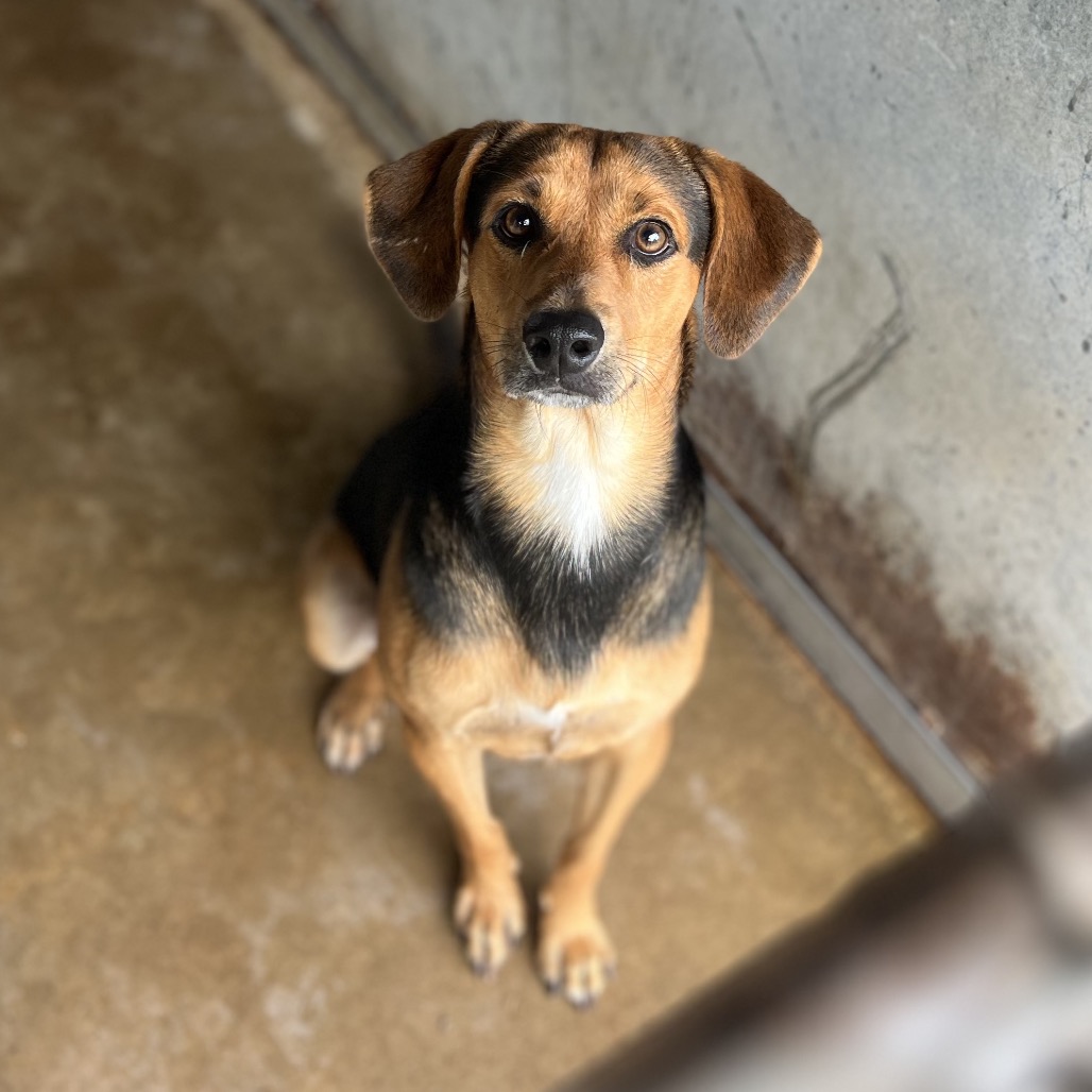 GUMBO - Shepherd / Beagle available for adoption