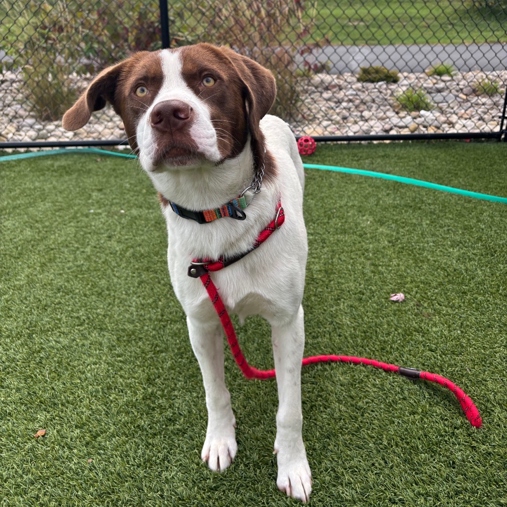 WOODY - Mixed Breed (Large) available for adoption
