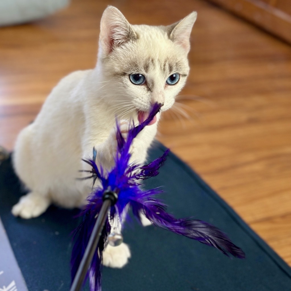 Quicksilver — thumbnail 8