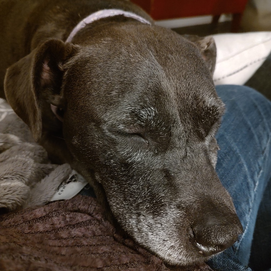 Izzy, photo 29