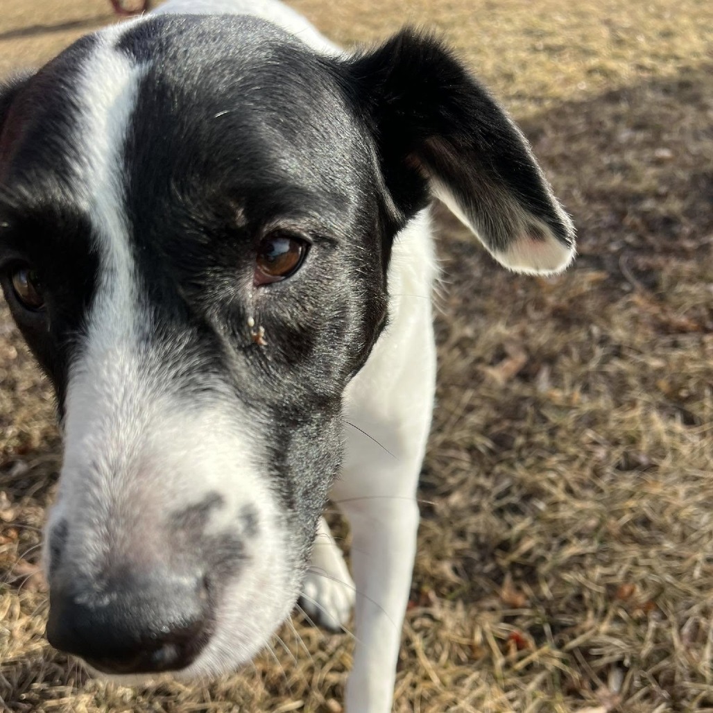 Brie--In Foster, photo 3