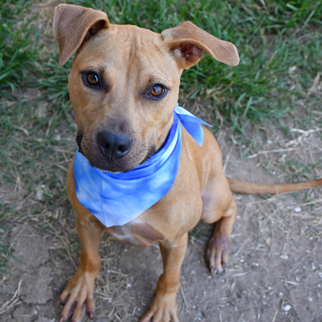 ORZO - Terrier / Pit Bull available for adoption