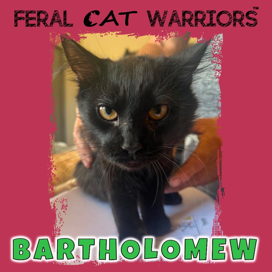 Bartholomew