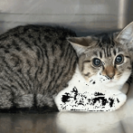 MOSES (663201) - Domestic Shorthair available for adoption