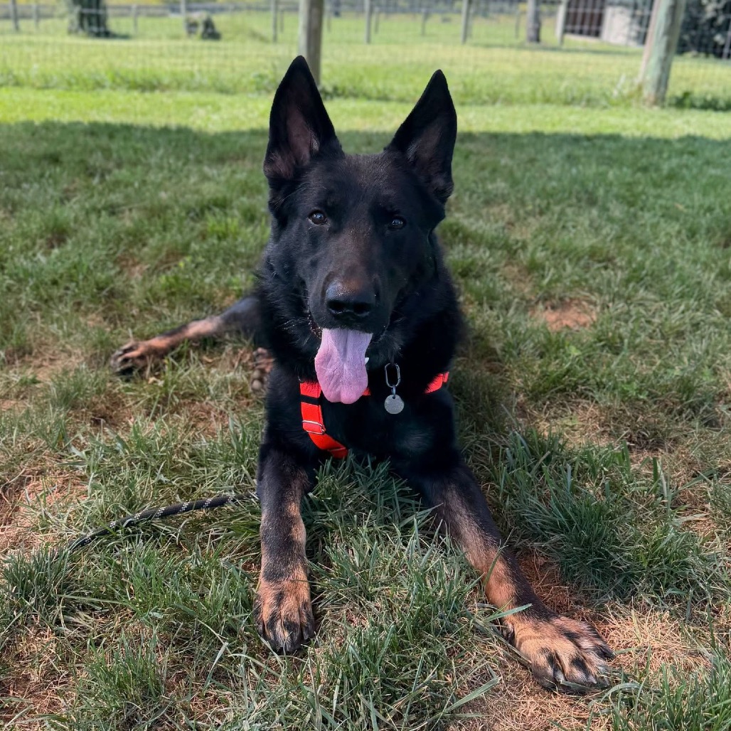 WALL-E - Shepherd / German available for adoption