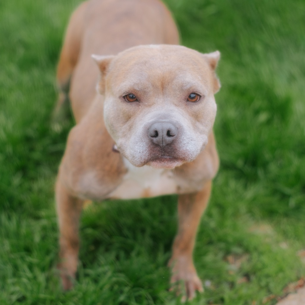 Pit Bull