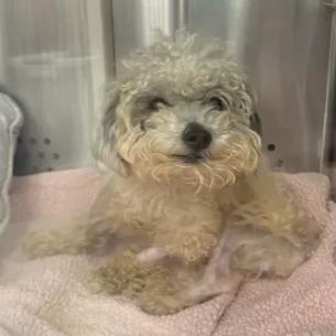 GOTTI - Terrier / Mixed Breed (Small) available for adoption