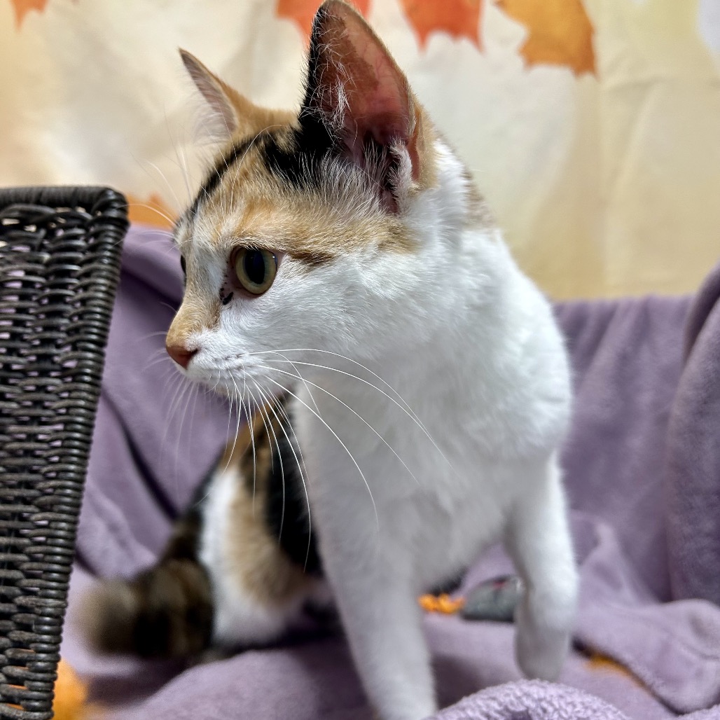 CAMRY - Domestic Shorthair available for adoption