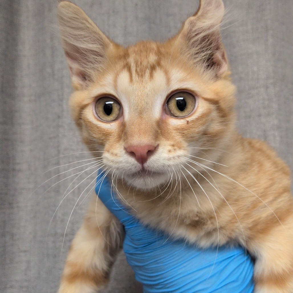JULIUS - Domestic Medium Hair / Mix for adoption in Hattiesburg