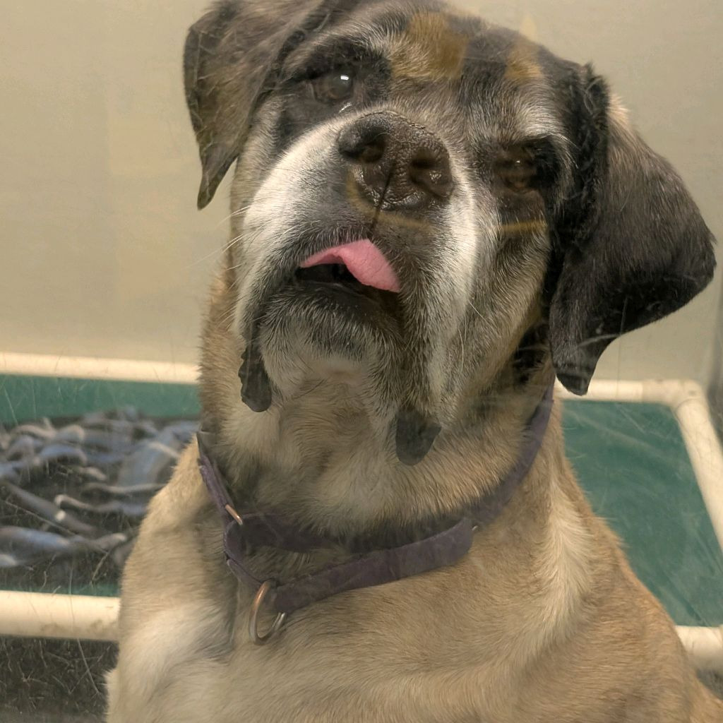 Ruby, photo 26
