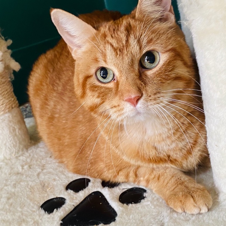 Full body shot of Mack