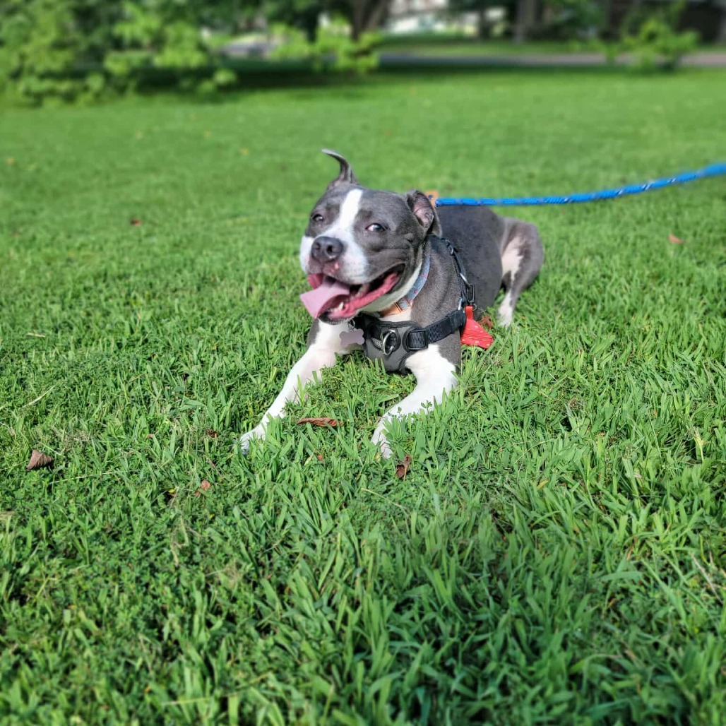 Ruby aka Woobie (Formerly Rosie), photo 16