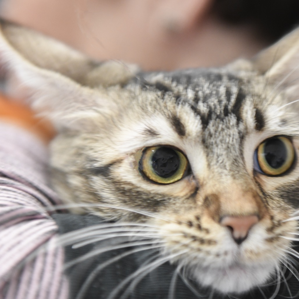 Wobble - Domestic Shorthair