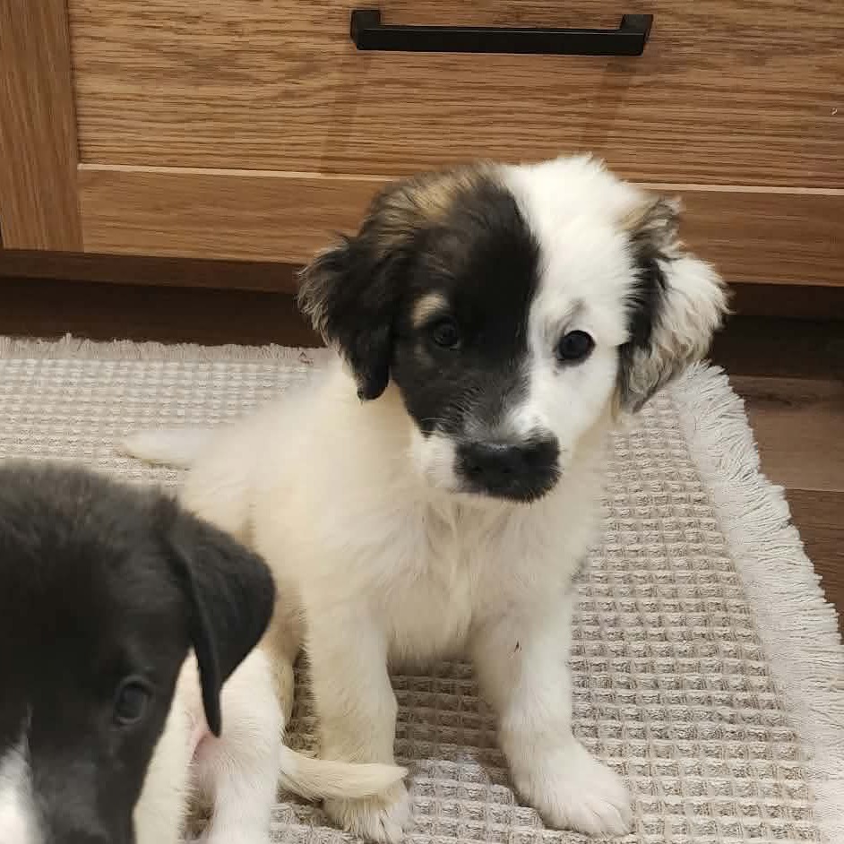 Jenny, a white puppy