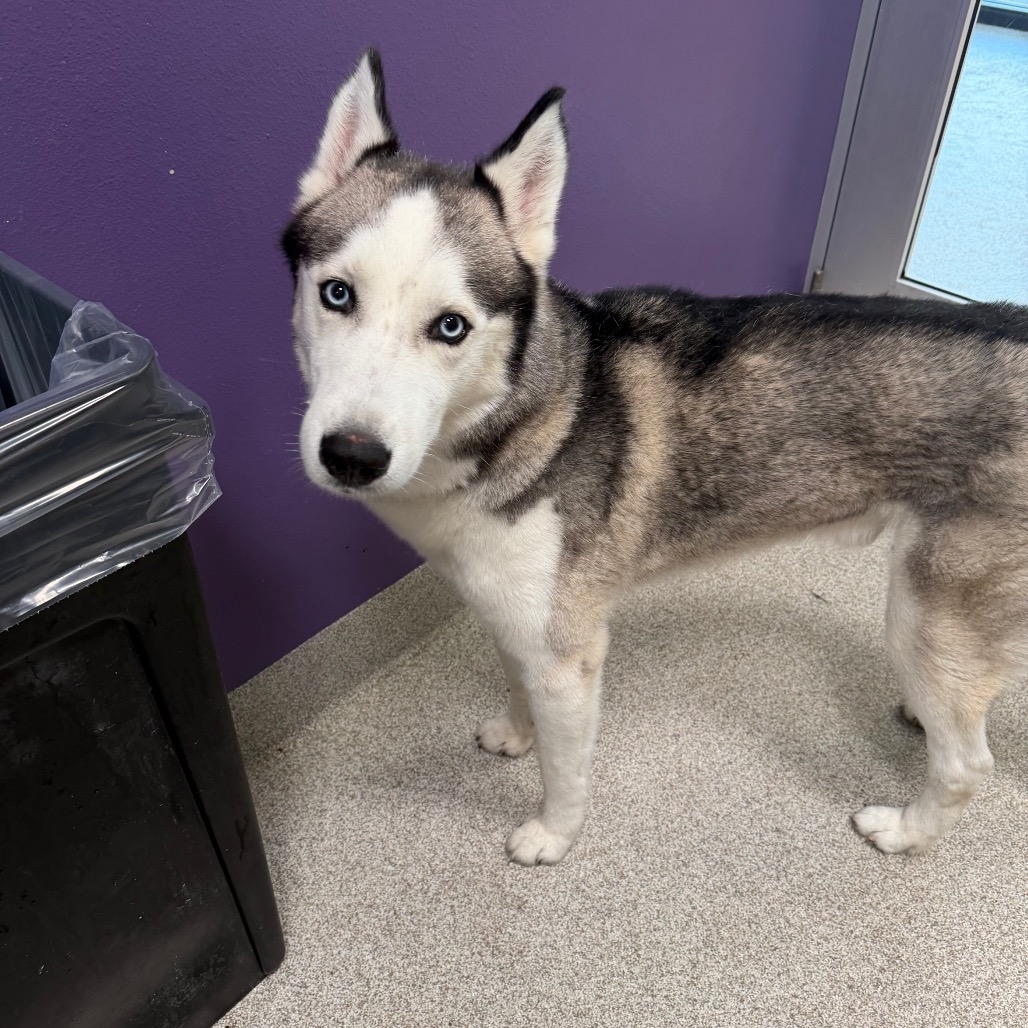 Siberian Husky
