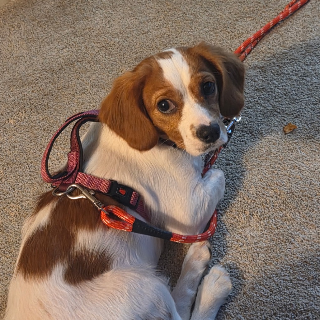 Zeke, a Spaniel, Cavalier King Charles / Poodle