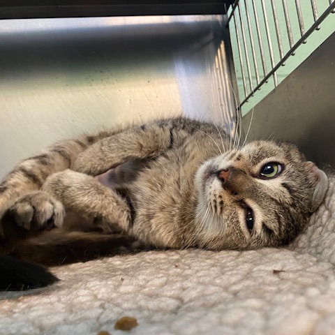 MUFFIN - Domestic Shorthair available for adoption
