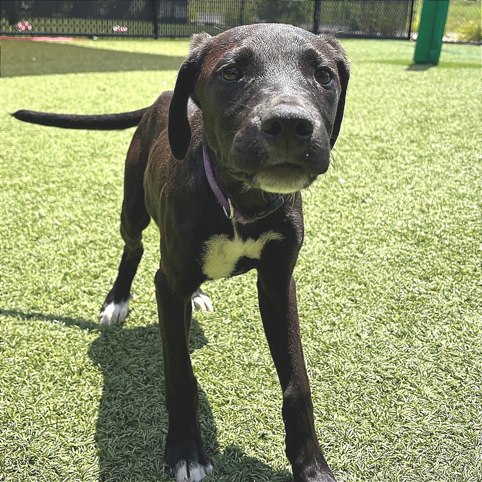 LABRADORITE - Mixed Breed (Medium) available for adoption