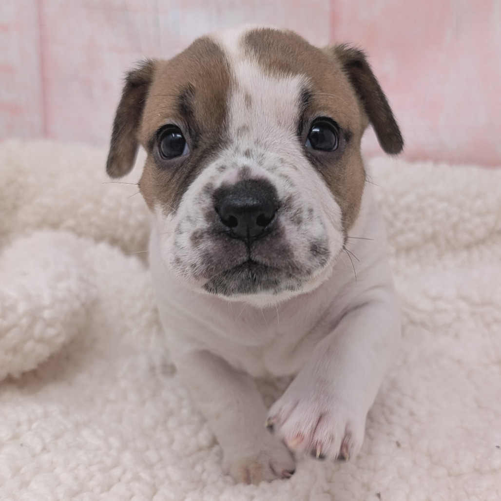 Kiss — thumbnail 3