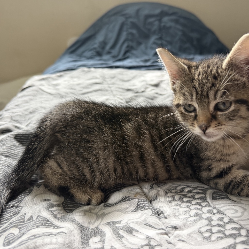 THUMPY - Domestic Shorthair / Manx available for adoption