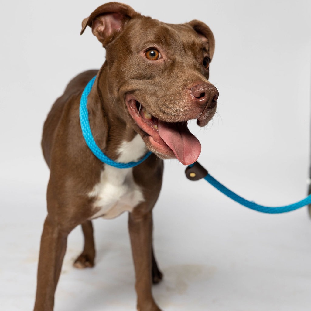 Photo of Violeta, available for adoption at PVAS