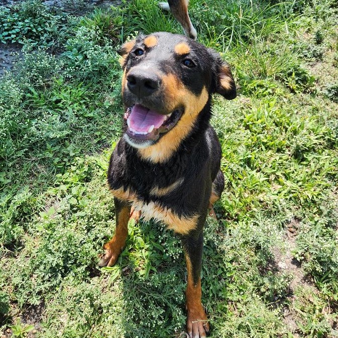 Molly photo 17