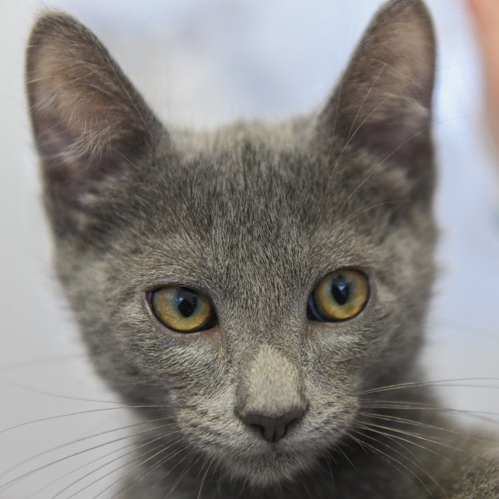 Uncle Iroh (grey collar) - Domestic Shorthair
