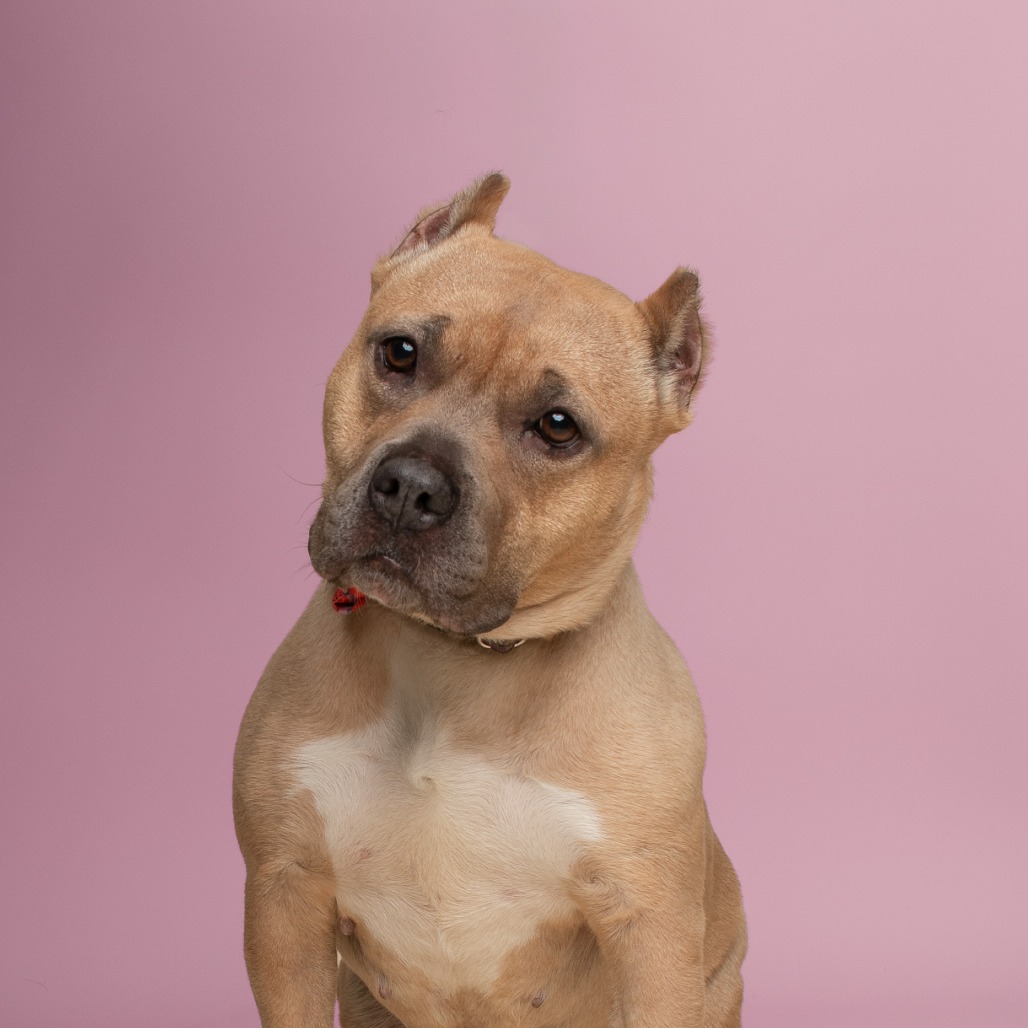 Lulu, additional photo