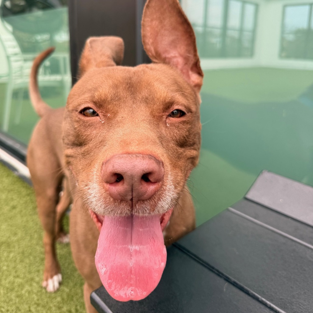 Bear — thumbnail 5