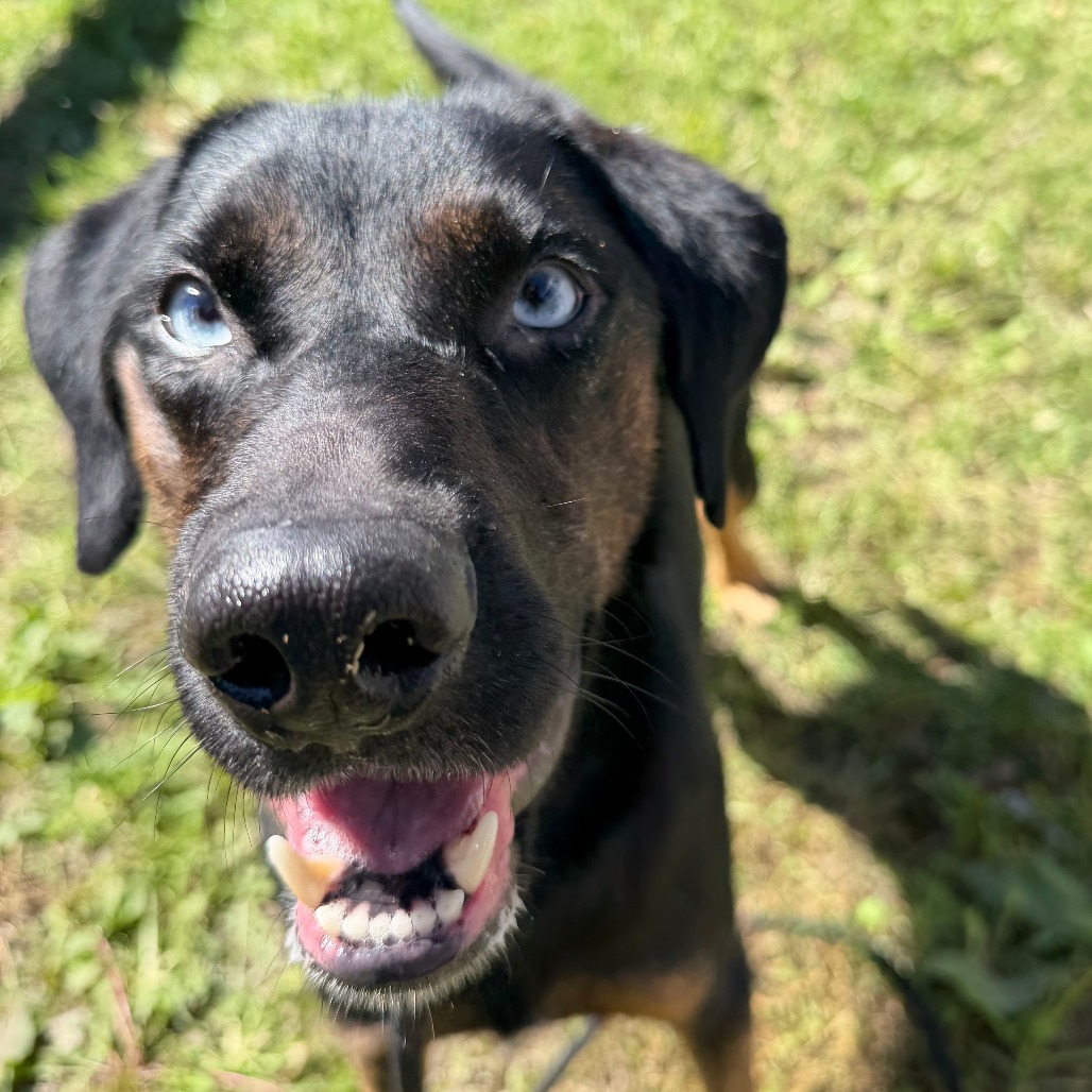 RIVER - Shepherd, Australian / Mixed Breed (Medium) available for adoption