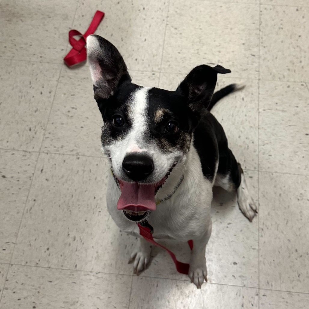 Dakota, available for adoption at PVAS