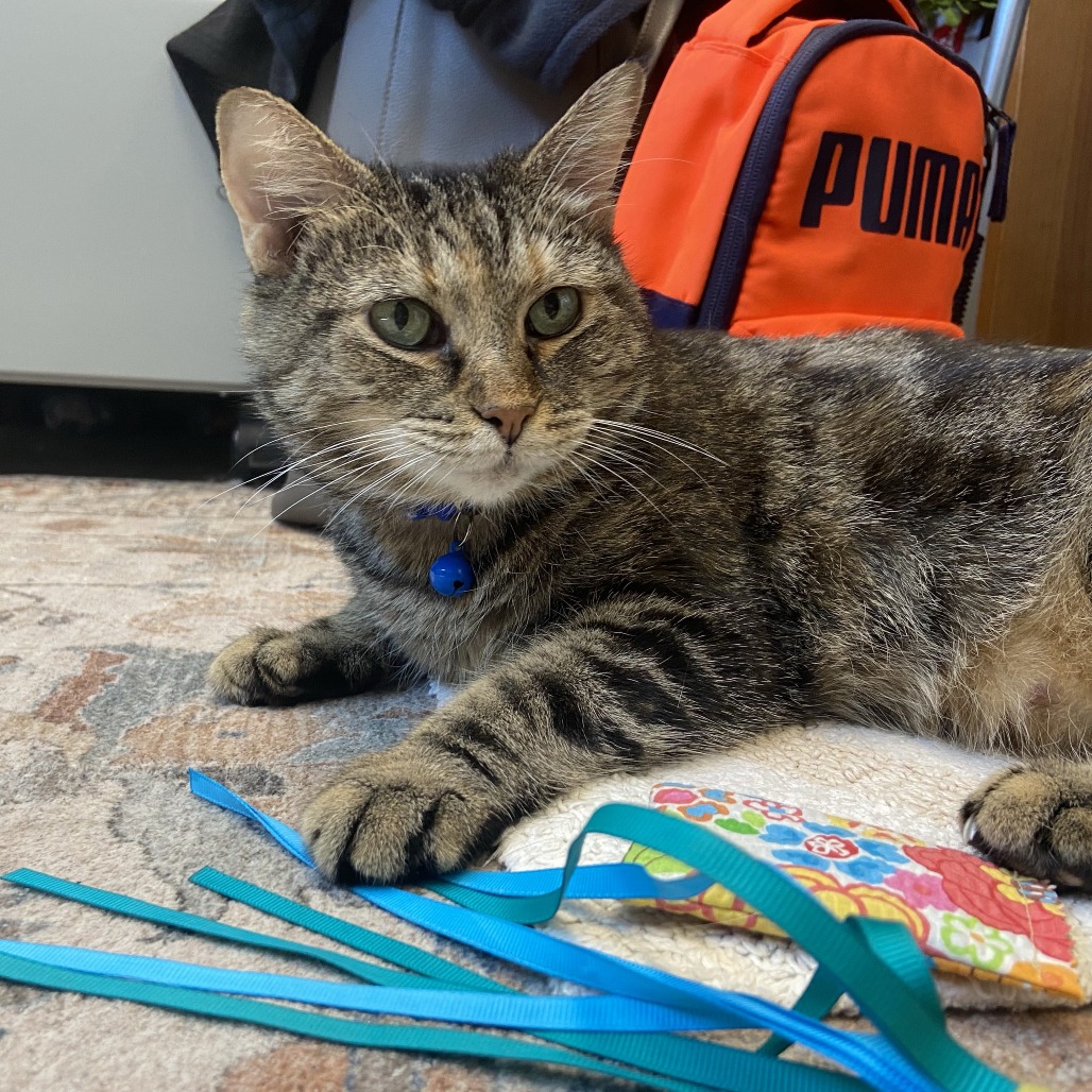 MUNCHIE - Domestic Shorthair available for adoption
