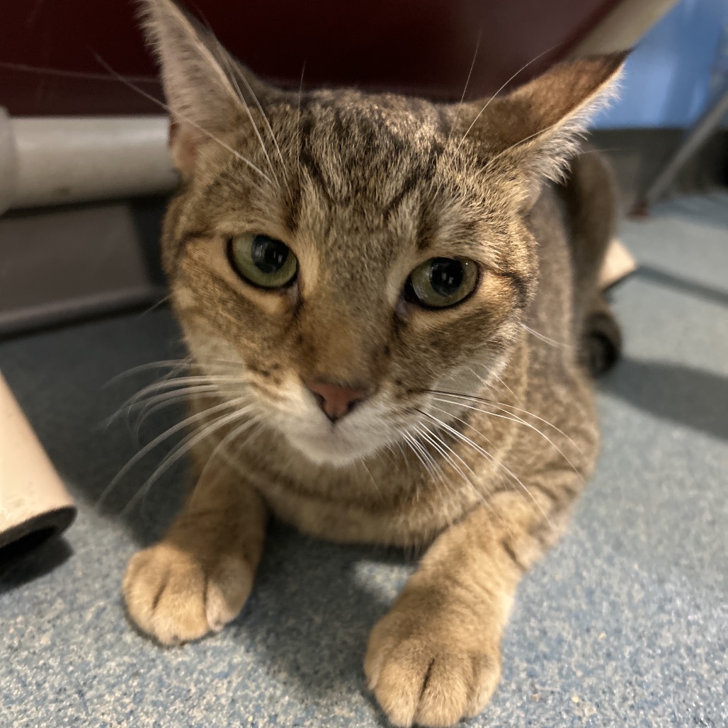 MICHI(POTION) - Domestic Shorthair available for adoption