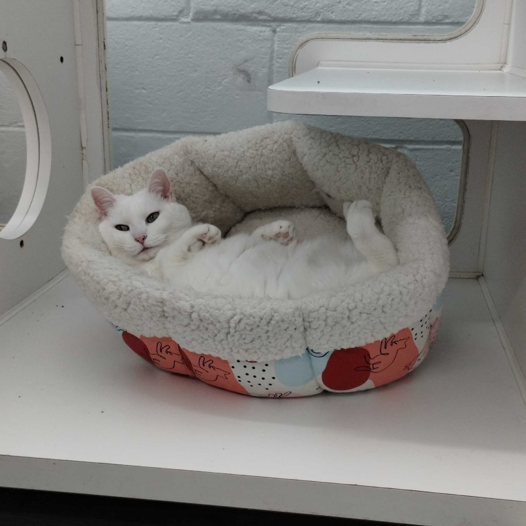 Elsa, photo 15